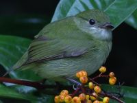 FL6A4694White-ruffed_Manakin
