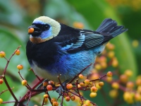 FL6A4728Golden-headed_Tanager
