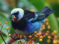 FL6A4729Golden-headed_Tanager