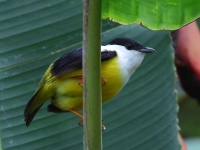 FL6A4787White-collared_Manakin
