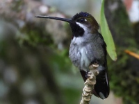 FL6A4794Long-billed_Starthroat