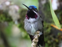 FL6A4811Long-billed_Starthroat