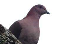 FL6A4838Short-billed_Pigeon