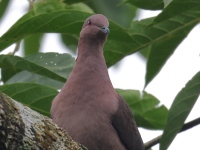 FL6A4856Short-billed_Pigeon