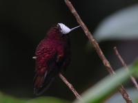 FL6A4867Male_Snowcap