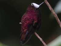 FL6A4874Male_Snowcap