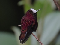 FL6A4889Male_Snowcap