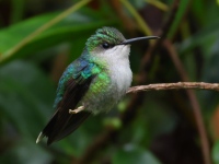 FL6A4936Female_Snowcap