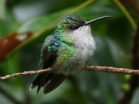 FL6A5017Female_Crowned_Woodnymph