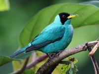 FL6A5036Green_Honeycreeper
