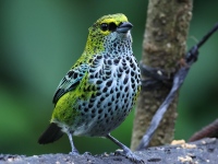 FL6A5057Speckled_Tanager