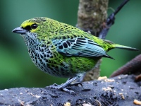 FL6A5061Speckled_Tanager