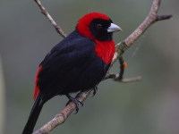 FL6A5085Crimson-collared_Tanager