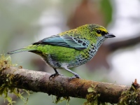 FL6A5103Speckled_Tanager