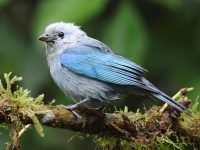 FL6A5120Blue-gray_Tanager