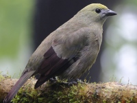 FL6A5133Palm_Tanager