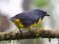 FL6A5185Blue-and-Gold_Tanager