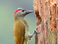 FL6A5209Golden-Olive_Woodpecker