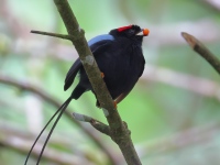 FL6A5213Long-tailed_Manakin