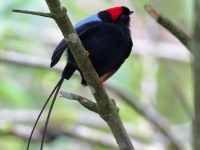 FL6A5217Long-tailed_Manakin