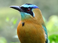 FL6A5258Lessons_Motmot