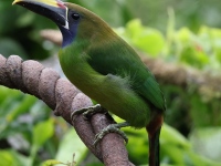 FL6A5286Northern_Emerald_Toucanet