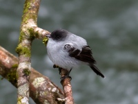 FL6A5334Torrent_Tyrannulet