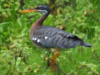 FL6A5350Sunbittern