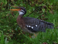 FL6A5398Sunbittern