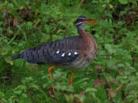 FL6A5419Sunbittern