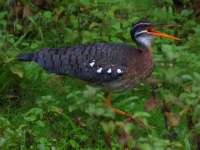 FL6A5423Sunbittern
