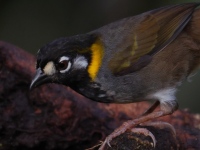 FL6A5444White-eared_Ground-Sparrow