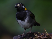 FL6A5458White-eared_Ground-Sparrow