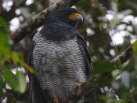 FL6A5523Barred_Hawk