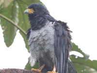 FL6A5543Barred_Hawk
