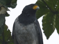 FL6A5572Barred_Hawk