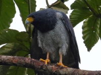 FL6A5575Barred_Hawk