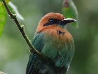 FL6A5593Broad-Billed_Motmot