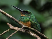 FL6A5623Rufous-tailed_Jacamar