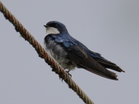 FL6A5631Blue-and-White_Swallow
