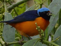 FL6A5673Elegant_Euphonia