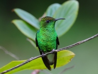 FL6A5778Coppery-headed_Emerald