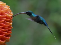 FL6A5788Green_Hermit