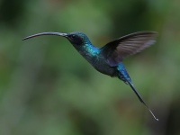 FL6A5792Green_Hermit