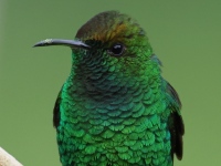 FL6A5817Coppery-headed_Emerald