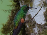 FL6A5833Stripe-tailed_Hummingbird
