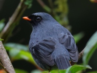 FL6A5849Black-faced_Solitaire