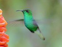 FL6A5860Coppery-headed_Emerald