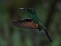 FL6A5905Stripe-tailed_Hummingbird