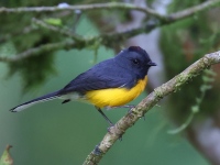 FL6A5916Slate-throated_Redstart